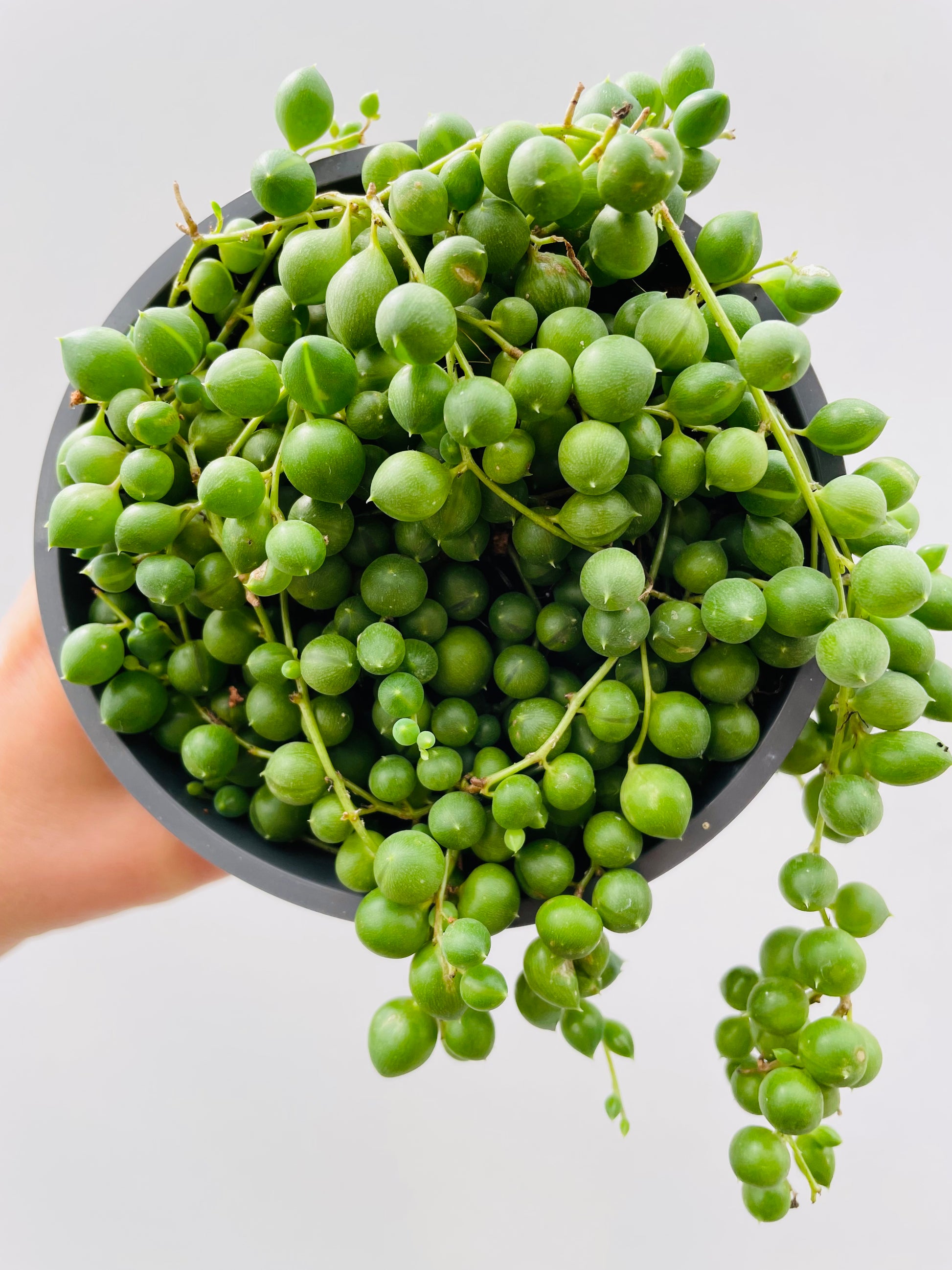 Bilde av Senecio ‘String Of Pearls’-Spanne Plantesalg