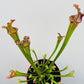 Bilde av Sarracenia farnhamii 12 cm potte-Spanne Plantesalg