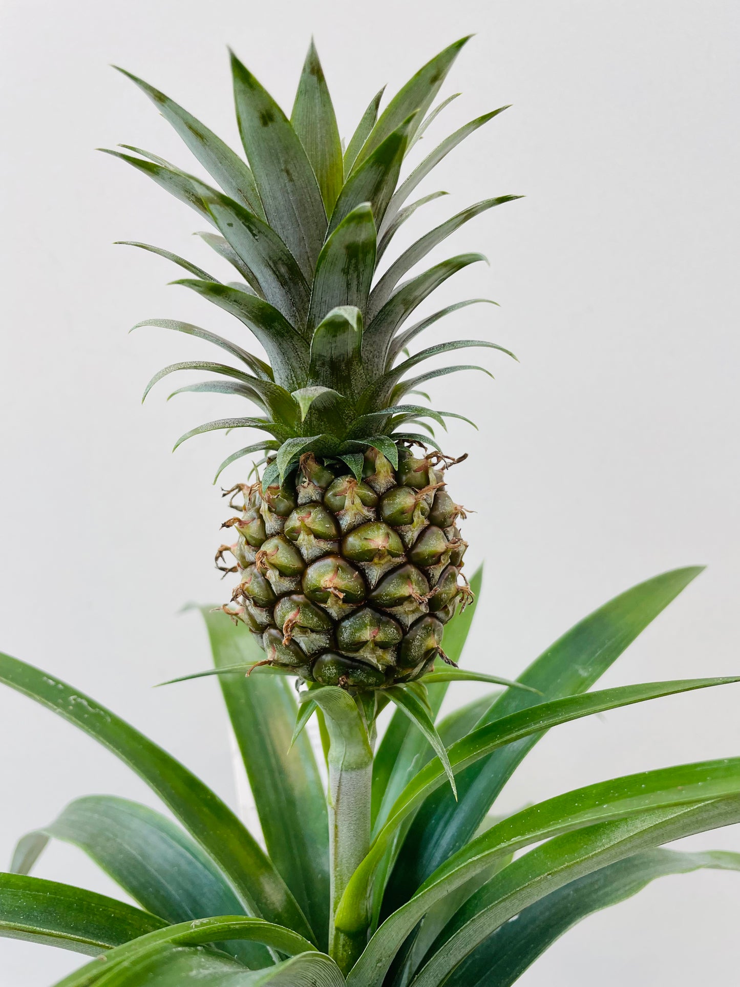 Ananas ‘Rosita’