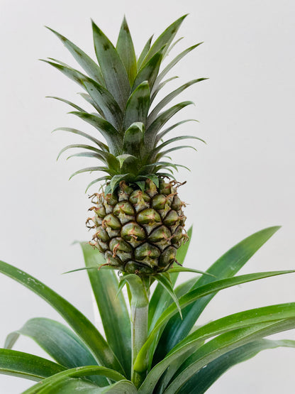 Ananas ‘Rosita’