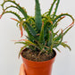 Bilde av Aloe arborescens-Spanne Plantesalg