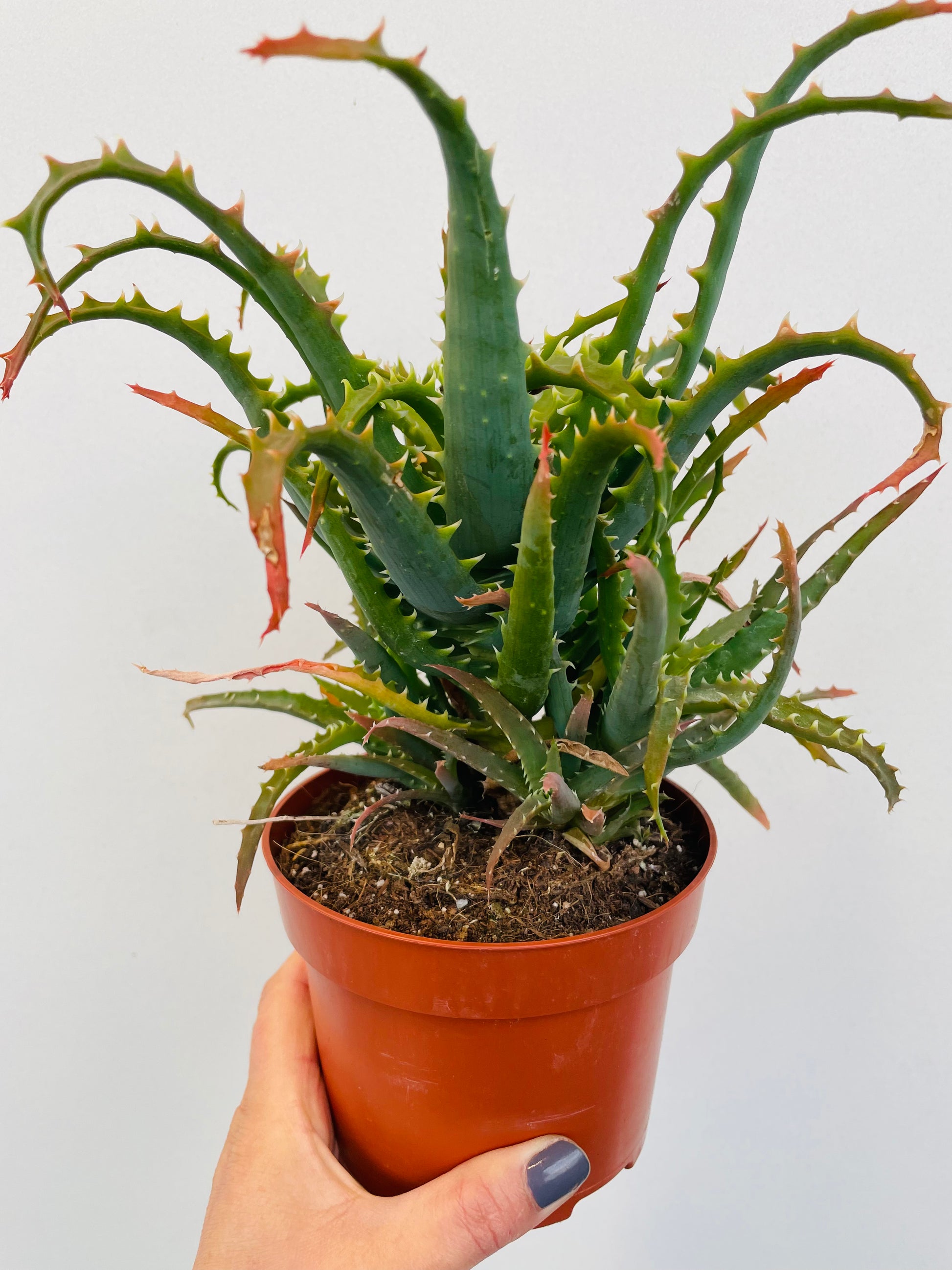 Bilde av Aloe arborescens-Spanne Plantesalg