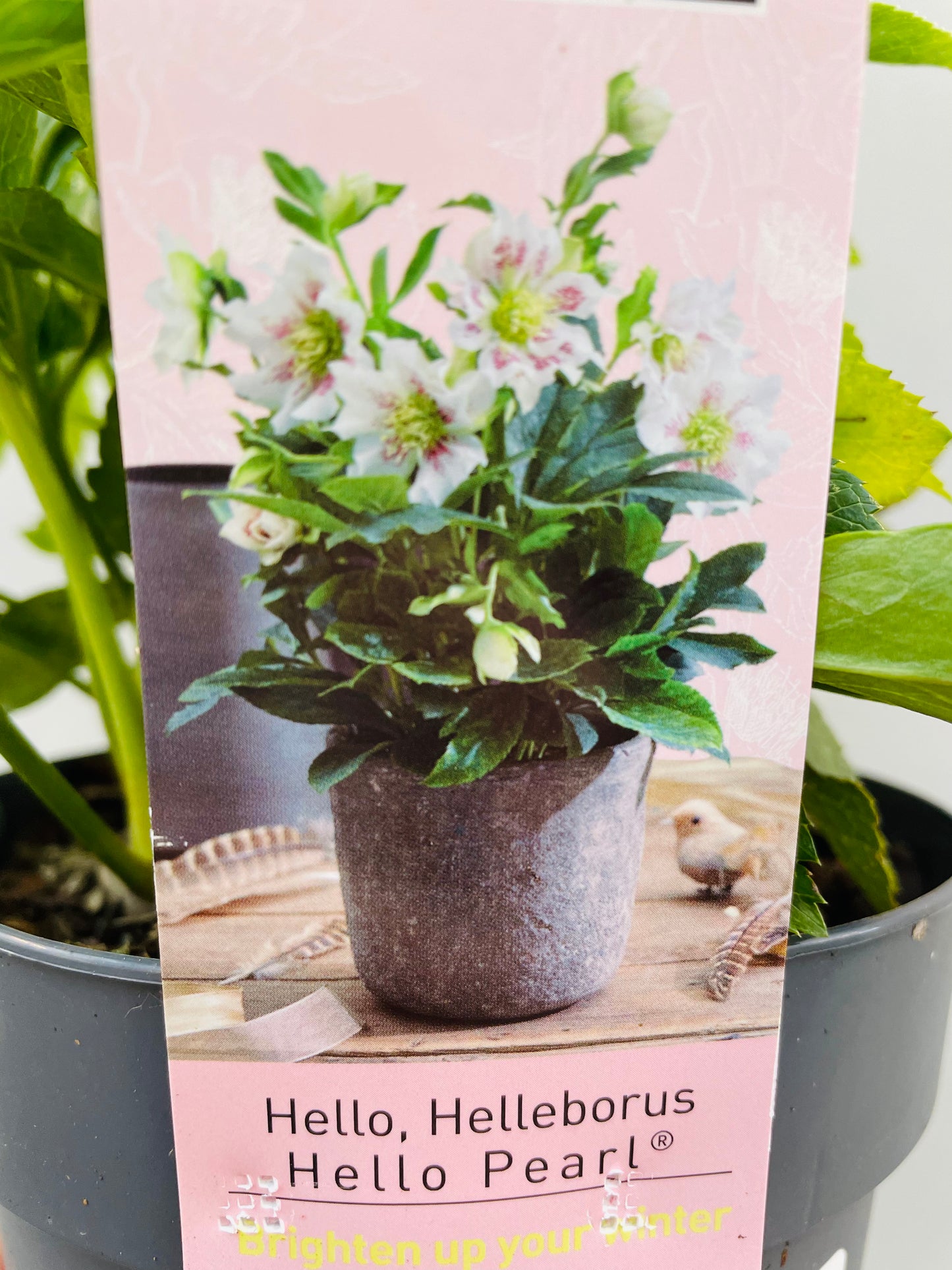 Bilde av Helleborus orientalis Hello Pearl-Spanne Plantesalg