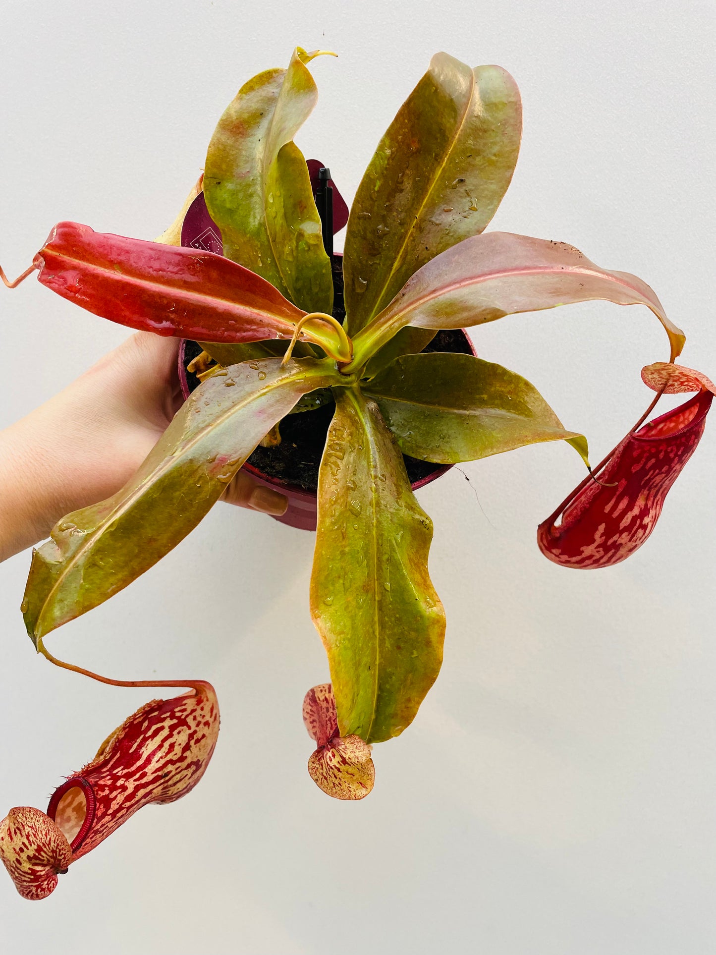 Bilde av Nepenthes ‘Gaya’-Spanne Plantesalg