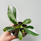 Bilde av Philodendron ‘White Wizard’ 8 cm potte-Spanne Plantesalg
