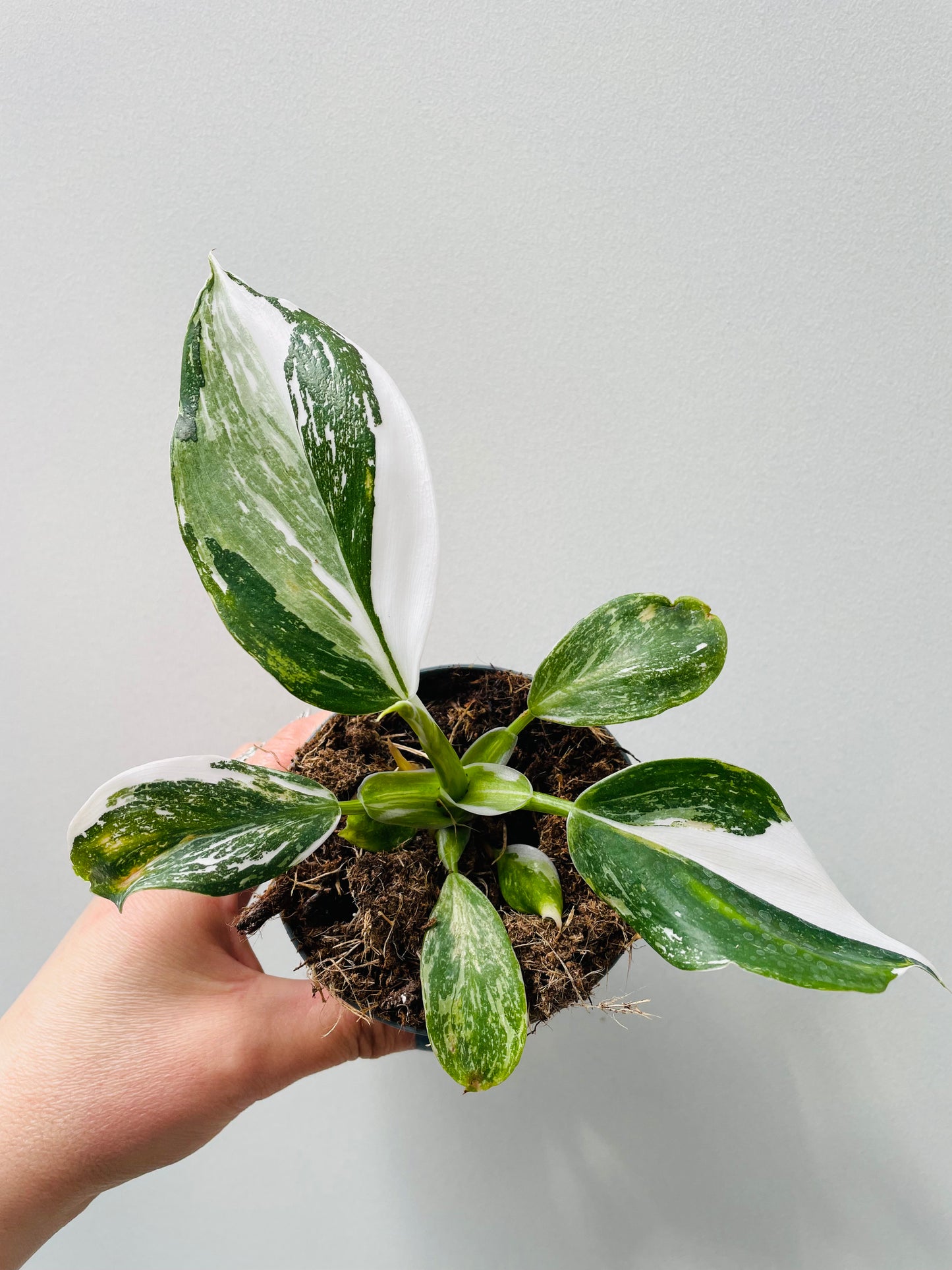 Bilde av Philodendron ‘White Wizard’ 8 cm potte-Spanne Plantesalg