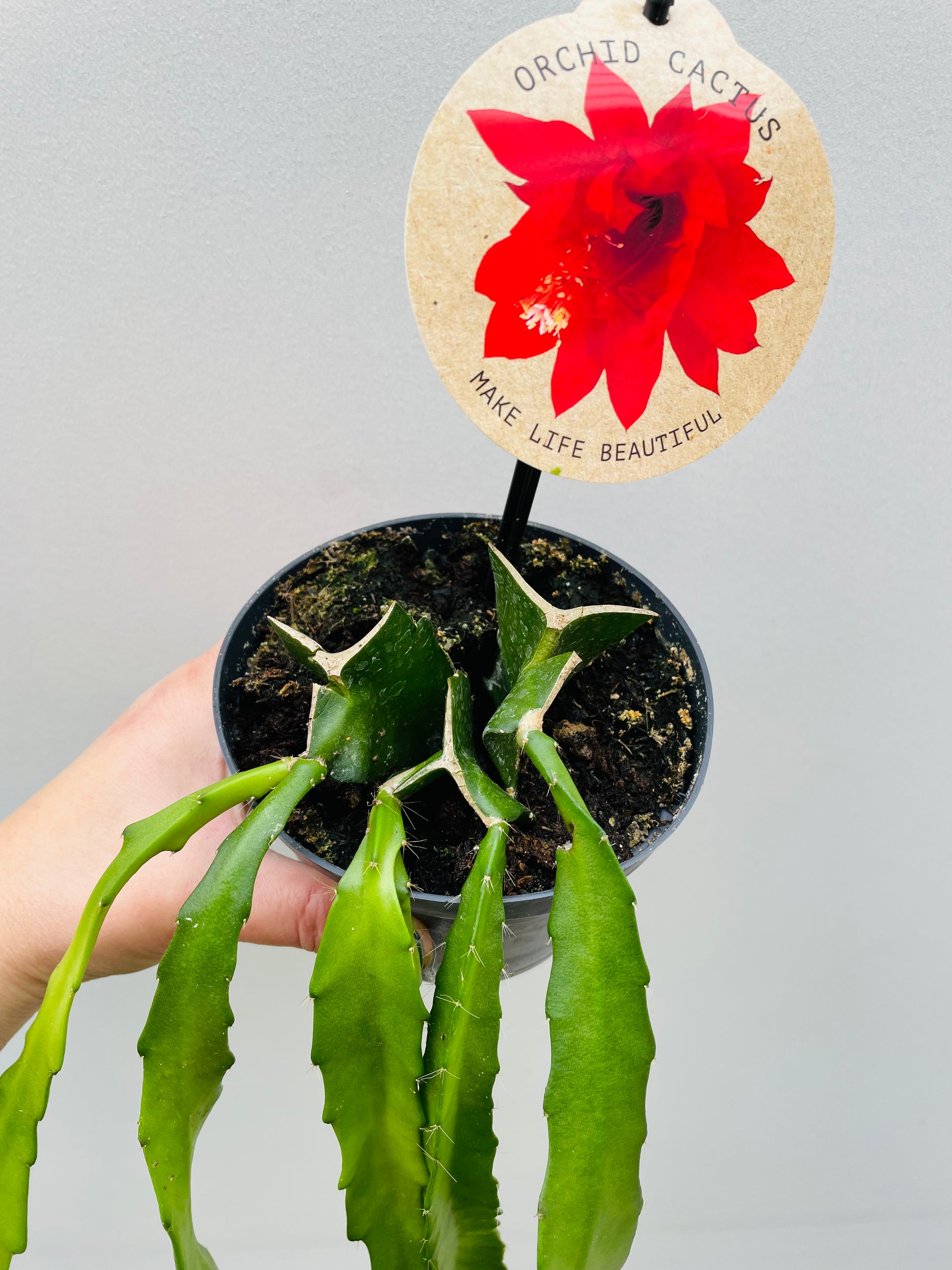 Bilde av Epiphyllum ‘Red Orchid Cactus’-Spanne Plantesalg