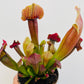 Bilde av Sarracenia ‘Maroon’-Spanne Plantesalg