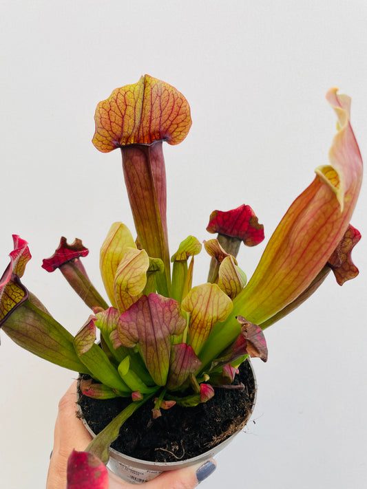 Bilde av Sarracenia ‘Maroon’-Spanne Plantesalg