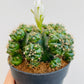 Bilde av Gymnocalycium matoense-Spanne Plantesalg