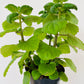 Bilde av Plectranthus ernstii ‘Bonsai Mint’-Spanne Plantesalg