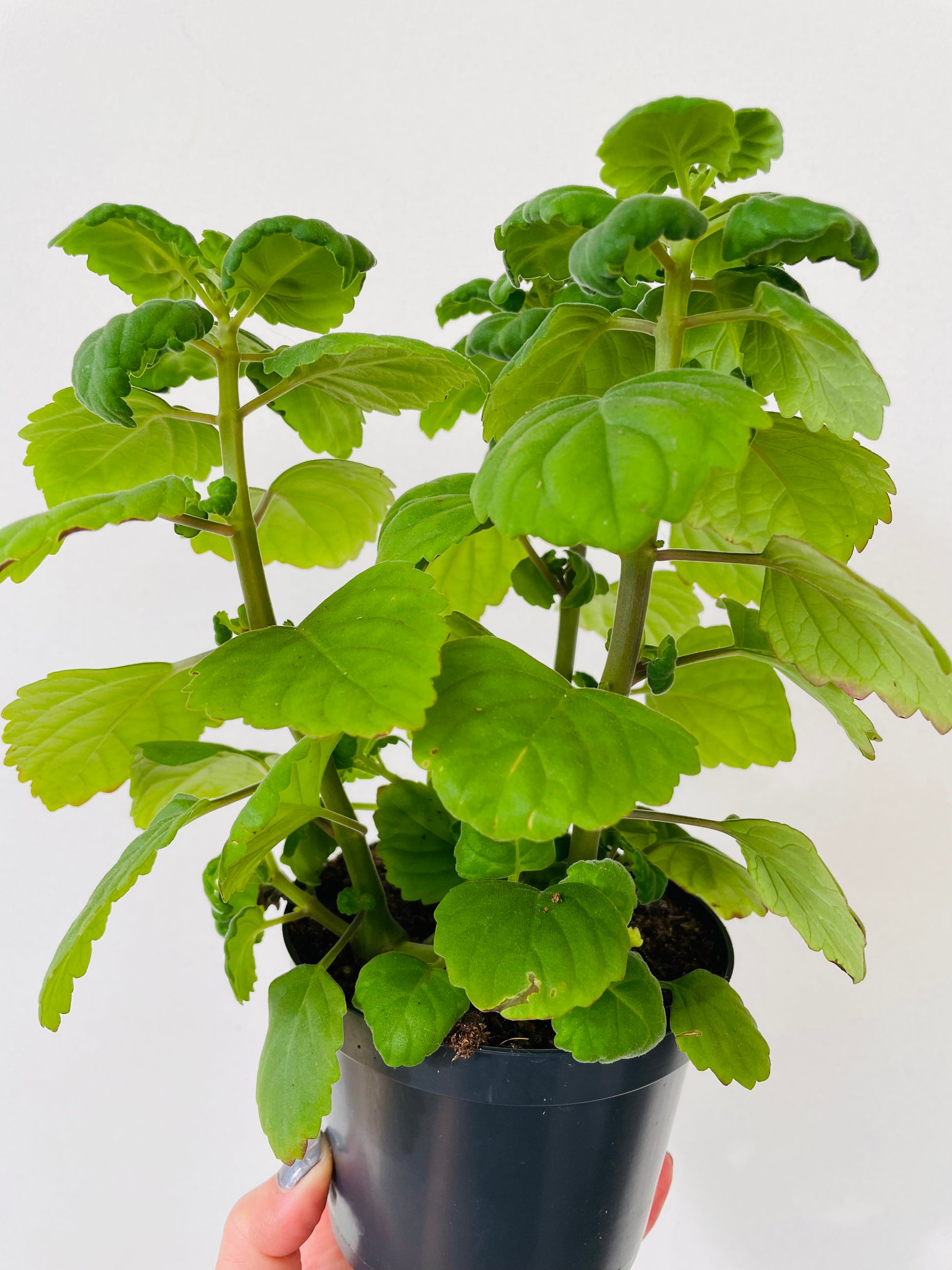 Bilde av Plectranthus ernstii ‘Bonsai Mint’-Spanne Plantesalg