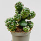 Bilde av Euphorbia ritchiei 8 cm potte-Spanne Plantesalg