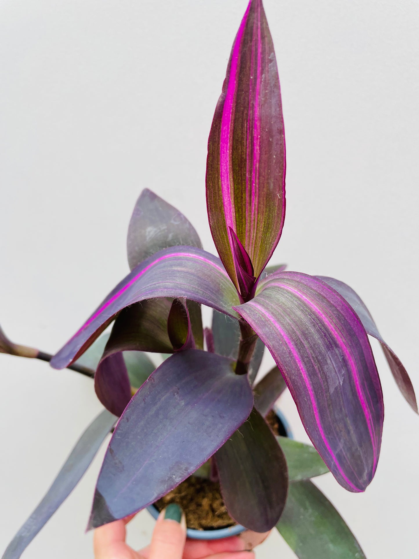 Bilde av Tradescantia pallida-Spanne Plantesalg