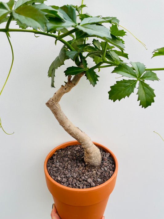 Bilde av Cyphostemma cirrhosum-Spanne Plantesalg