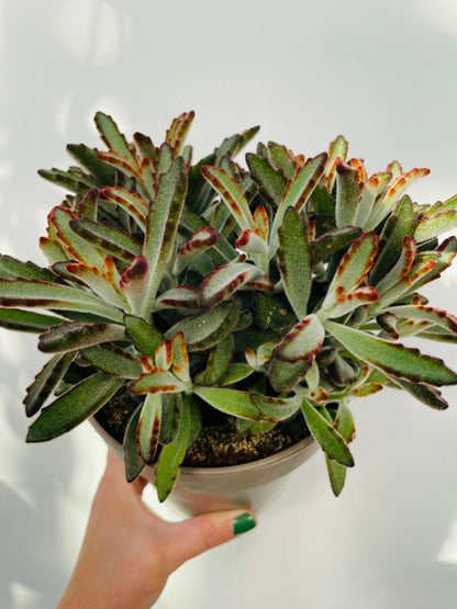Kalanchoe tomentosa ‘Nigra’