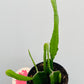 Bilde av Epiphyllum ‘Orchid Cactus’ 12 cm potte-Spanne Plantesalg