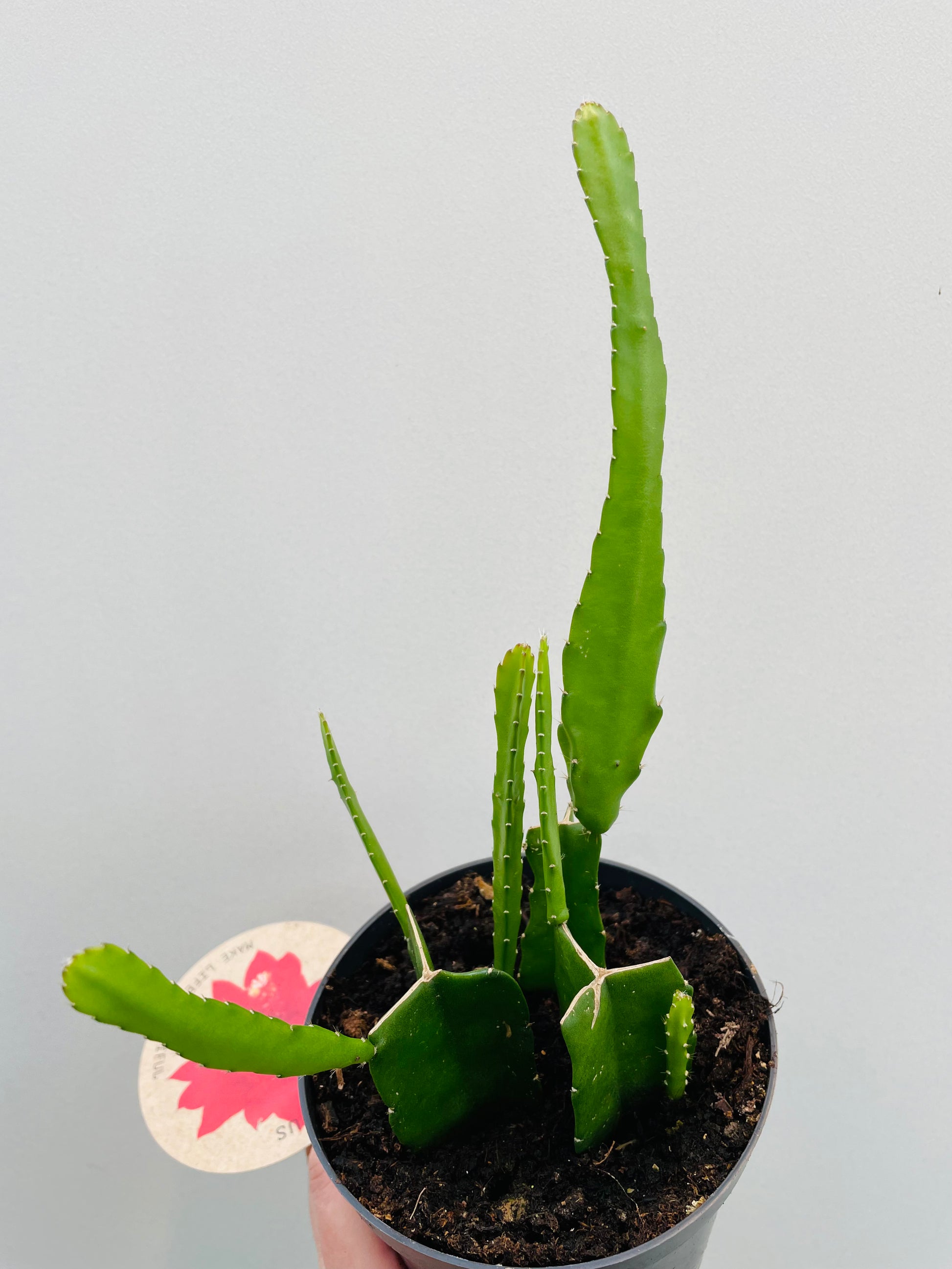 Bilde av Epiphyllum ‘Orchid Cactus’ 12 cm potte-Spanne Plantesalg