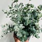 Bilde av Eucalyptus pu. ‘Silver Dollar’-Spanne Plantesalg