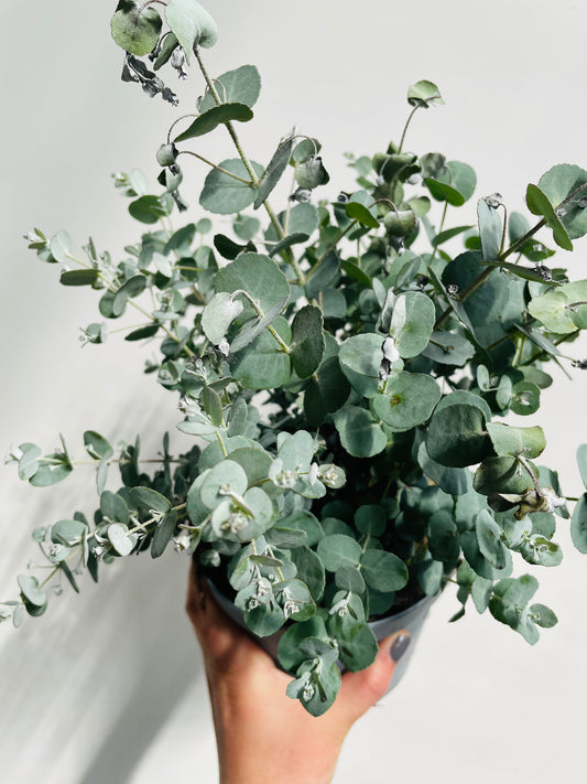 Bilde av Eucalyptus pu. ‘Silver Dollar’-Spanne Plantesalg