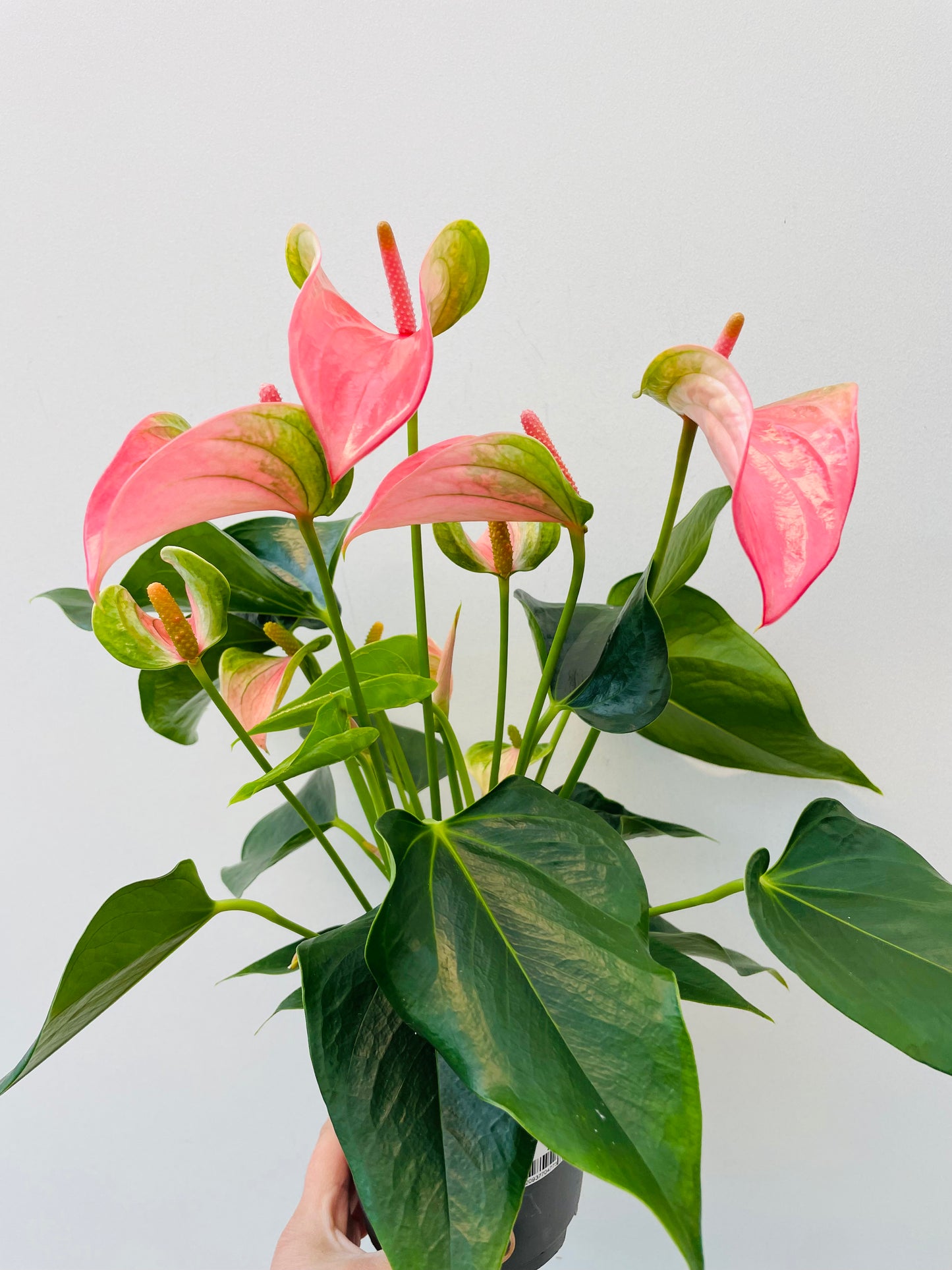Anthurium ‘Karma Joli’