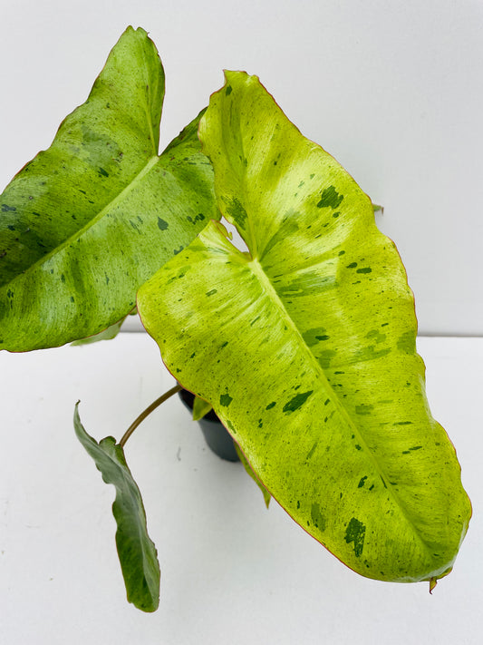 Bilde av Philodendron ‘Paraiso Verde’ 12 cm potte-Spanne Plantesalg