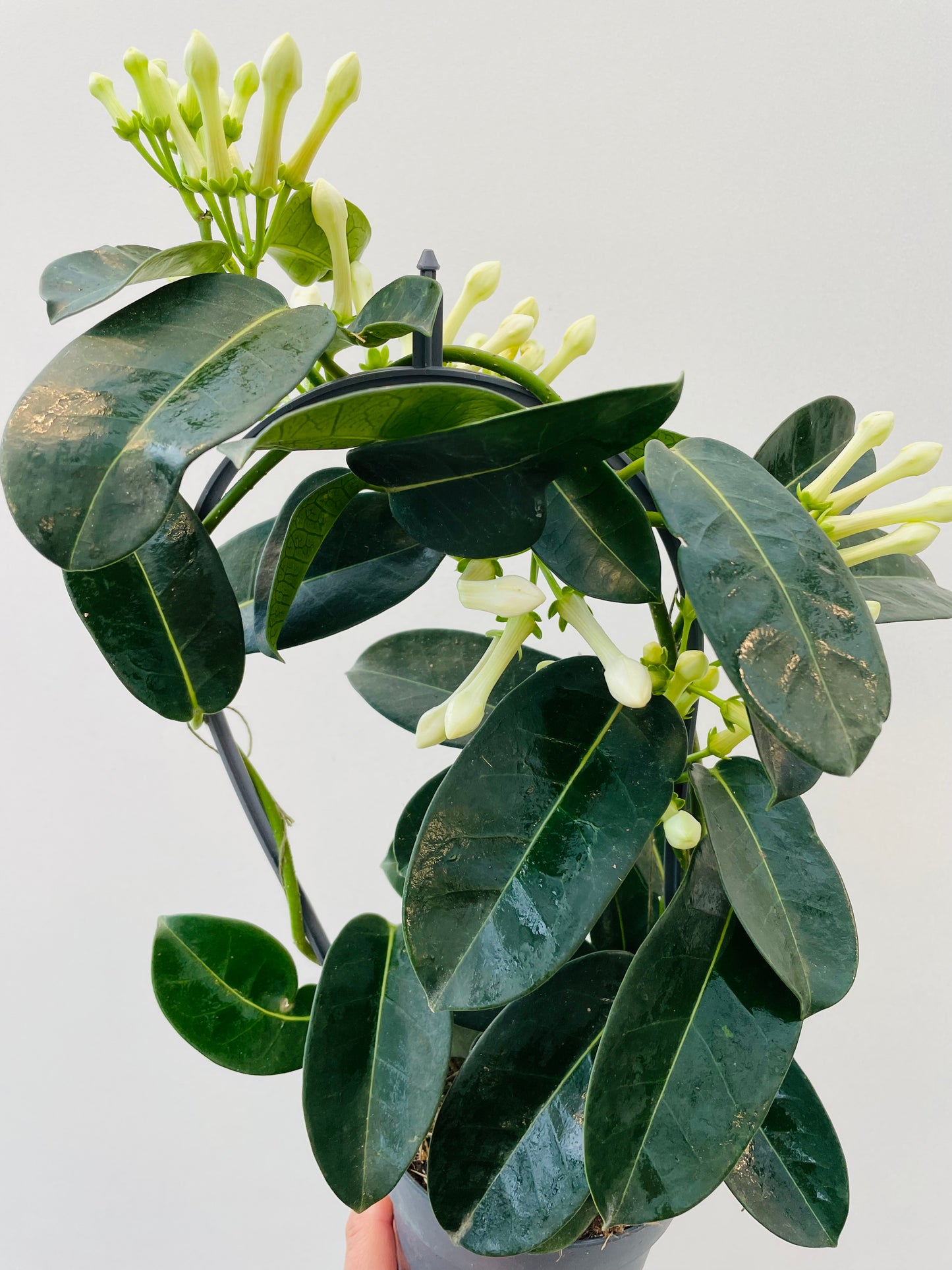 Stephanotis floribunda