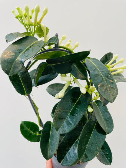 Stephanotis floribunda