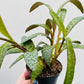 Bilde av Ledebouria socialis 12 cm potte-Spanne Plantesalg