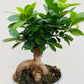 Bilde av Ficus ginseng-Spanne Plantesalg