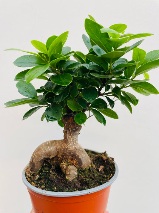 Bilde av Ficus ginseng-Spanne Plantesalg