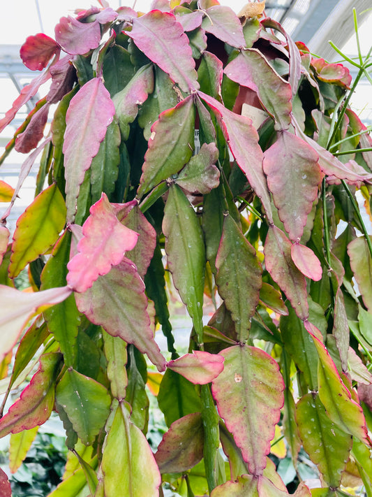 Bilde av Rhipsalis eliptica stikling-Spanne Plantesalg