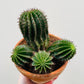 Bilde av Euphorbia horrida 12 cm terracotta potte-Spanne Plantesalg