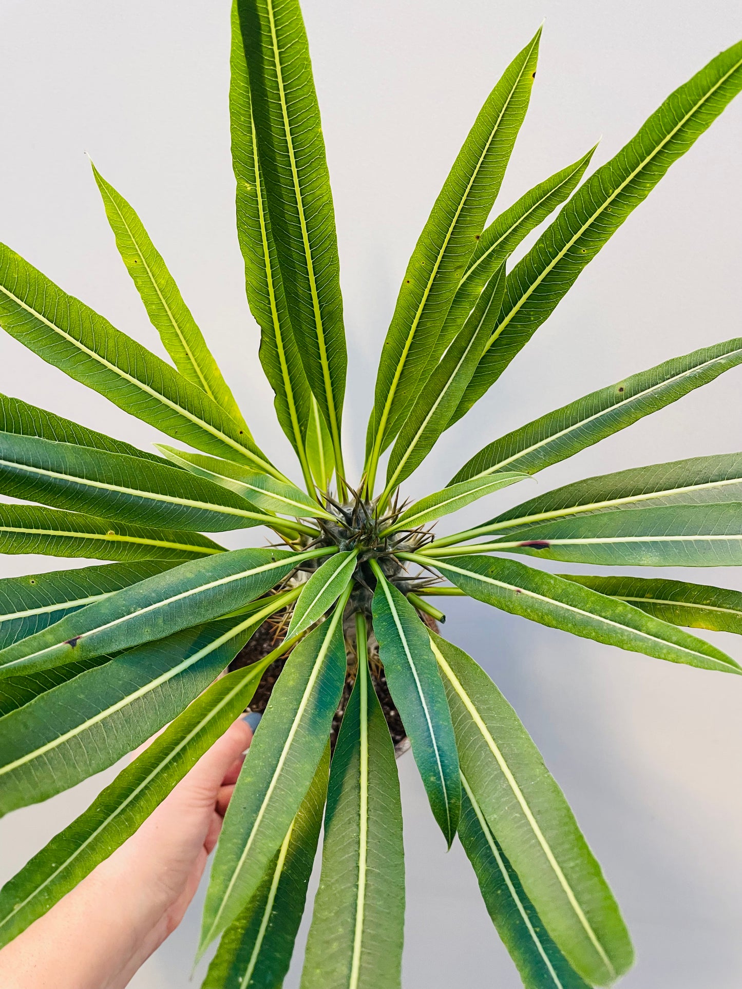 Bilde av Pachypodium lamerei-Spanne Plantesalg