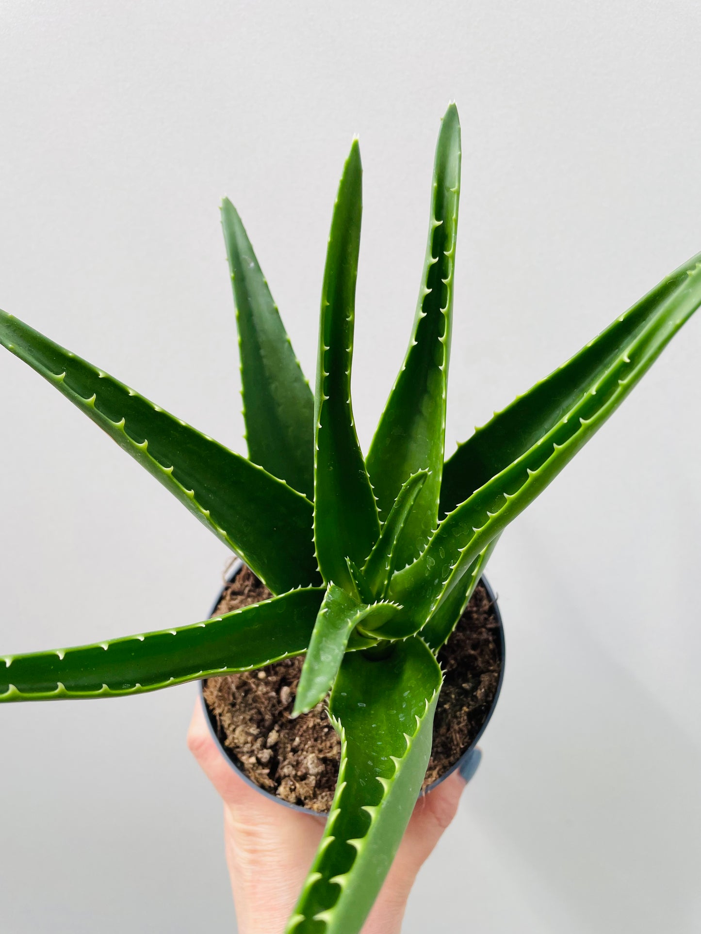 Bilde av Aloe mitriformis 12 cm potte-Spanne Plantesalg