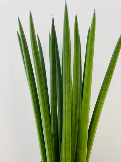 Sansevieria  cylindrica