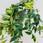 Bilde av Hoya bella-Spanne Plantesalg
