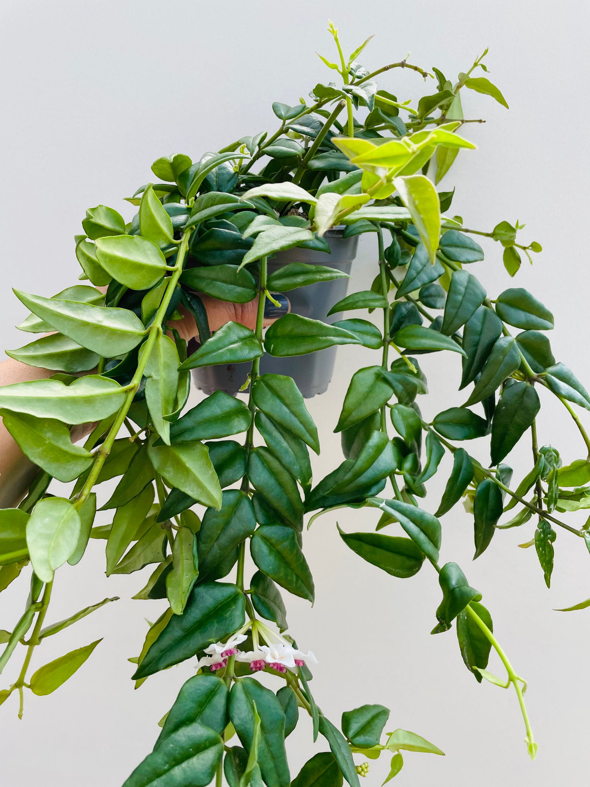 Bilde av Hoya bella-Spanne Plantesalg