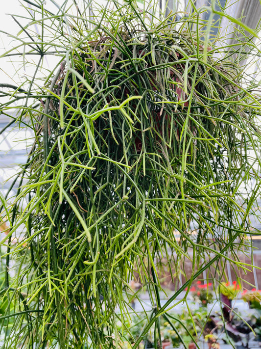 Bilde av Rhipsalis baccifera stikling-Spanne Plantesalg