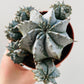 Bilde av Euphorbia horrida alba 8 cm potte-Spanne Plantesalg