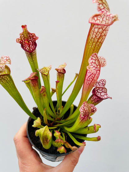 Sarracenia leucopylla ‘Mississippi’