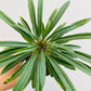 Bilde av Pachypodium lamerei-Spanne Plantesalg
