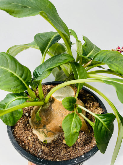 Impatiens mirabilis