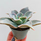 Bilde av Echeveria ‘Madiba’-Spanne Plantesalg