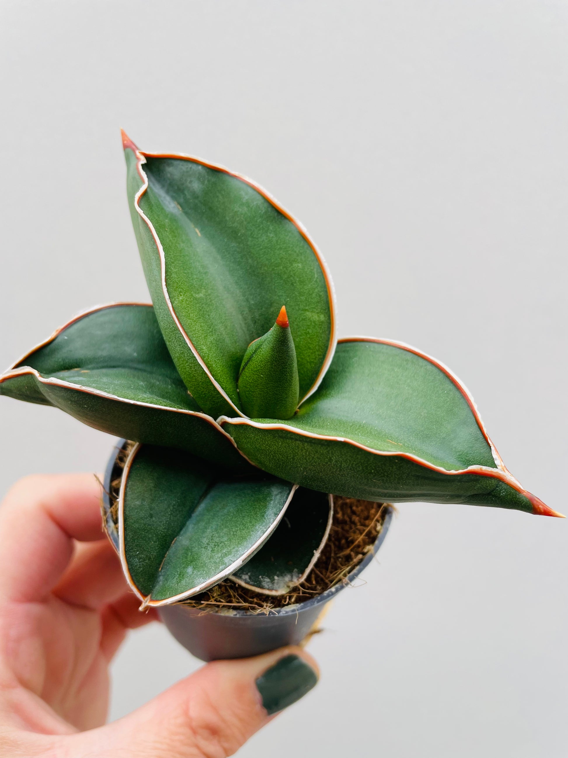 Bilde av Sansevieria ehrenbergii ‘Samurai Dwarf’-Spanne Plantesalg