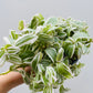 Bilde av Tradescantia albiflora-Spanne Plantesalg