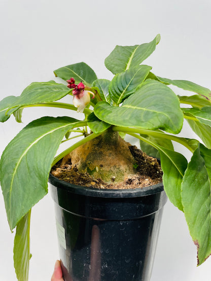 Impatiens mirabilis