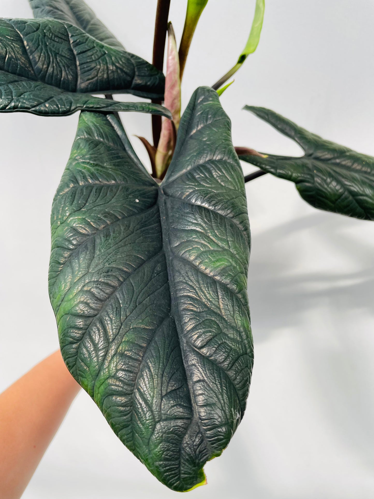 Alocasia scalprum