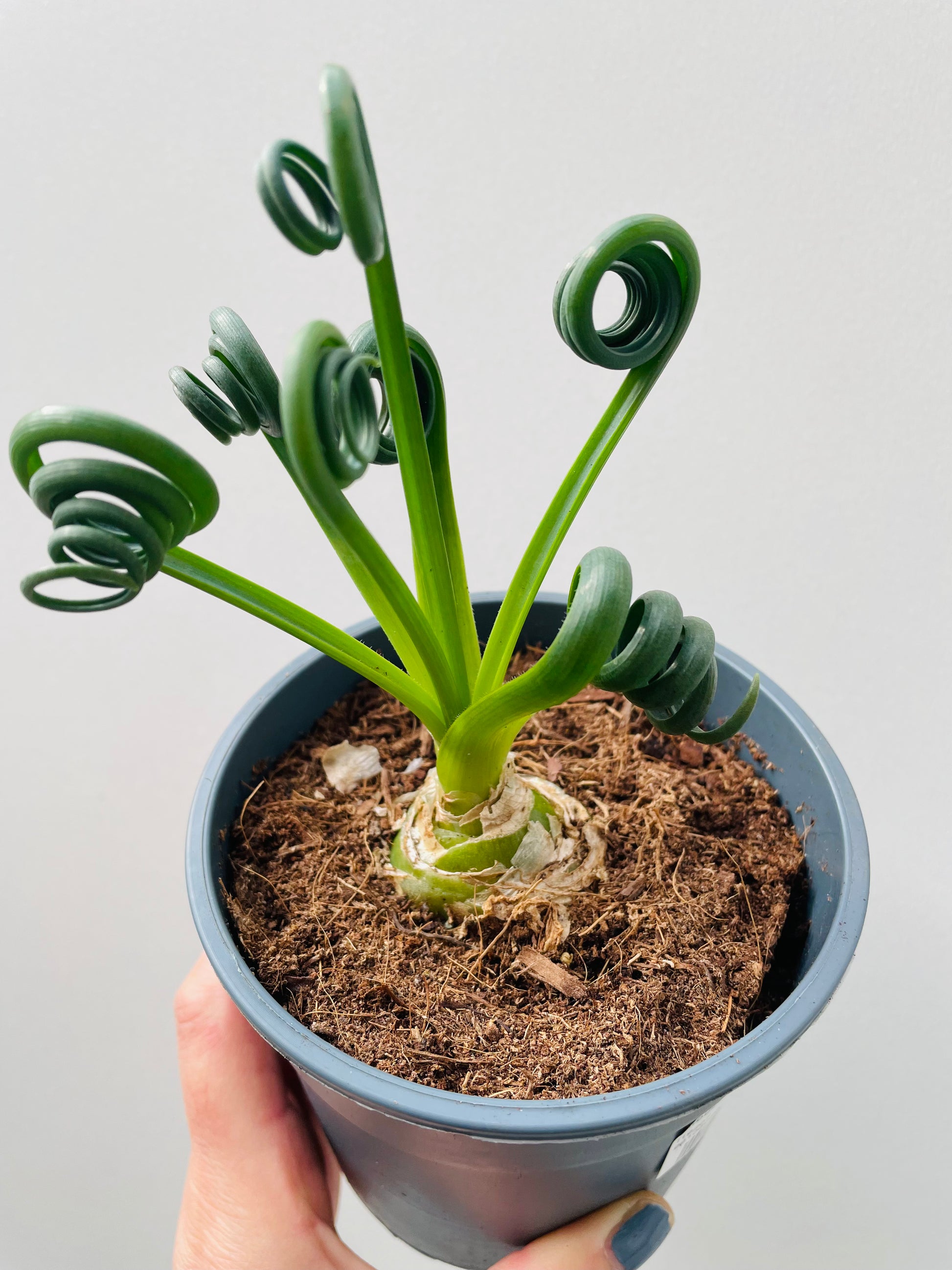 Bilde av Albuca spiralis ‘Frizzle Sizzle’ 12 cm potte-Spanne Plantesalg