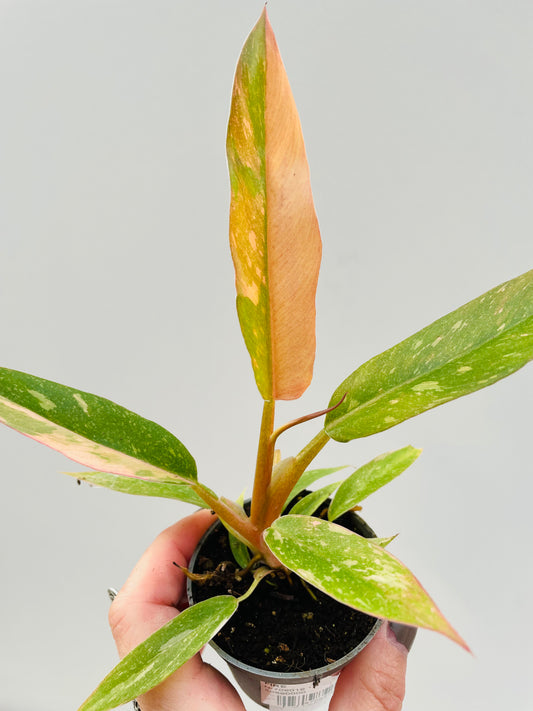 Bilde av Philodendron ‘Ring of Fire’ 6 cm potte-Spanne Plantesalg